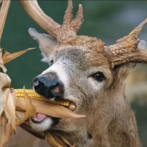 Meet your Posher, Jeff - Picture 1 of 1